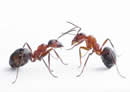 dancing ants