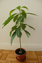 avocado tree