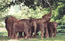 elephants