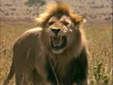 lion roaring