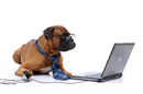 dog and laptop