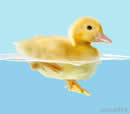duck floats