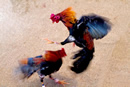 roosters