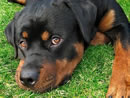 cute rottweiler