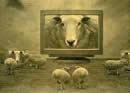 TV sheep